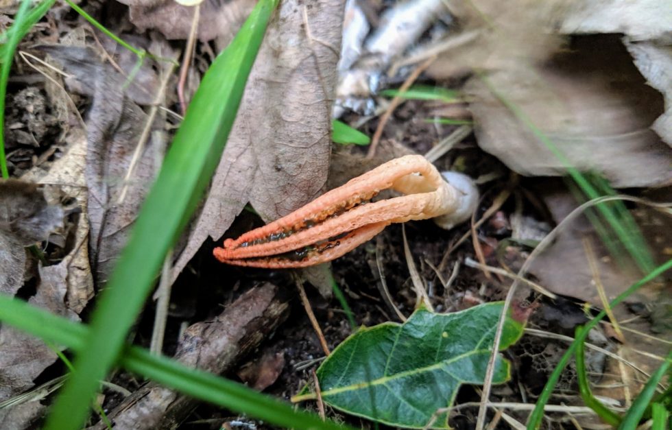 Stinky Squid 3