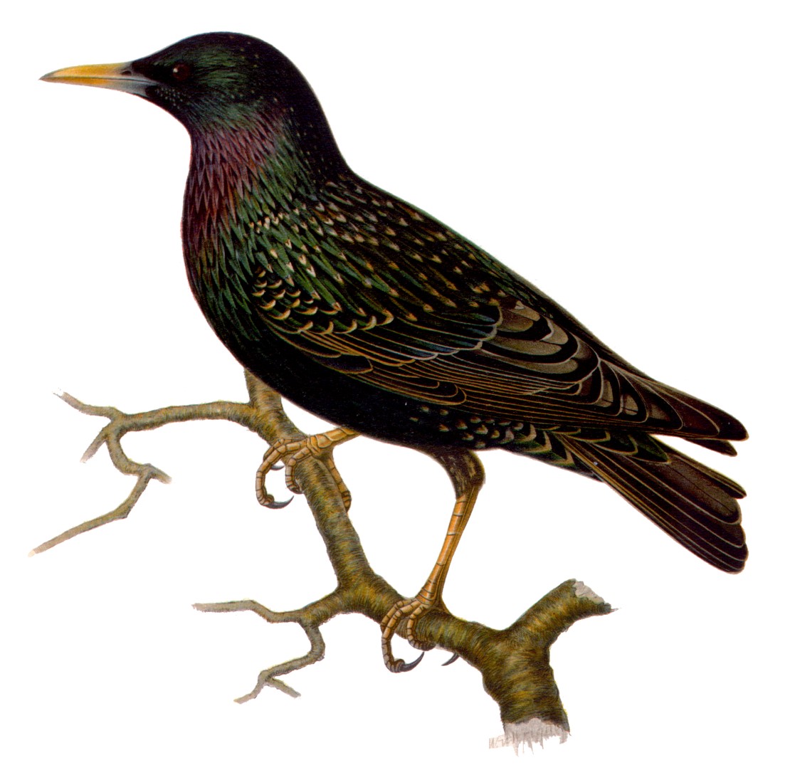 European Starling, Sturnus vulgaris, licensed under Public Domain via Wikimedia Commons