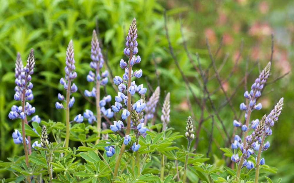 Sundial Lupine. Photo by Allan Amioka.
