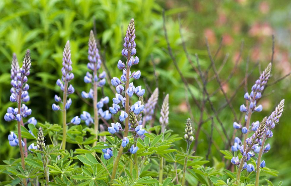 Sundial Lupine 19 06 05 3670 Cs