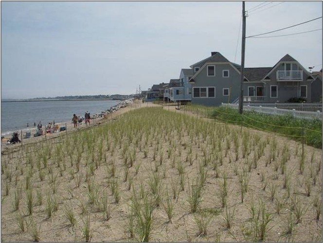 Ferry Beach Dune Restoration