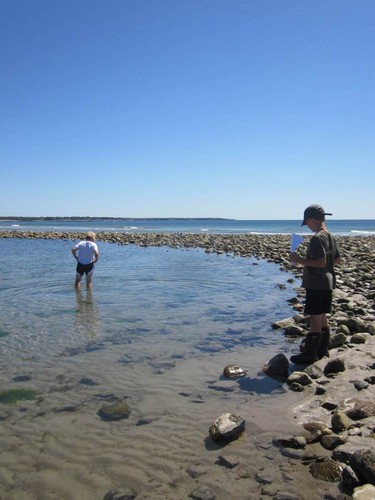 kids exploring tidepool