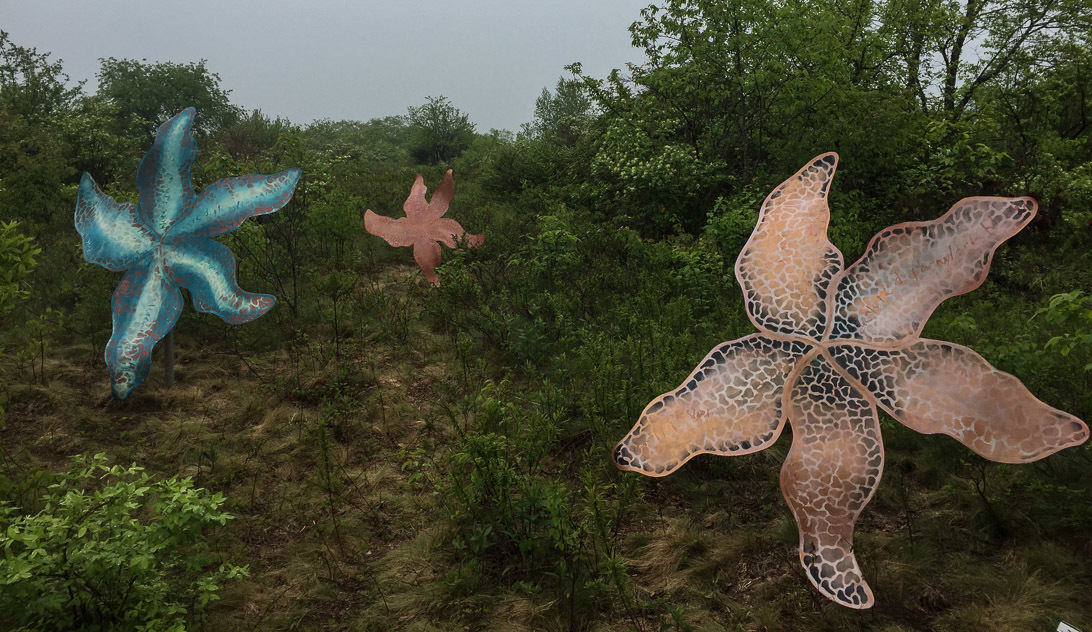 TUMBLESTAR, Kate Cheney Chappell