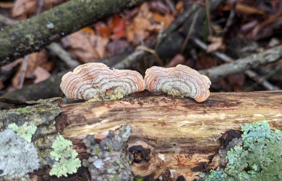 Unidentified fungus