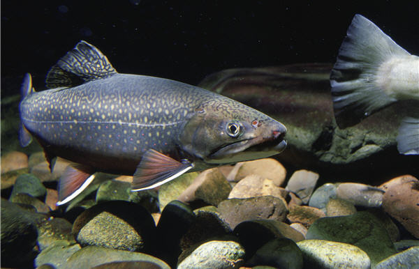 Brook Trout, USFWS