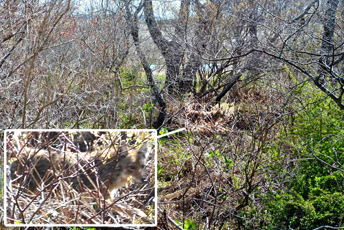 Coyote in underbrush, revealed