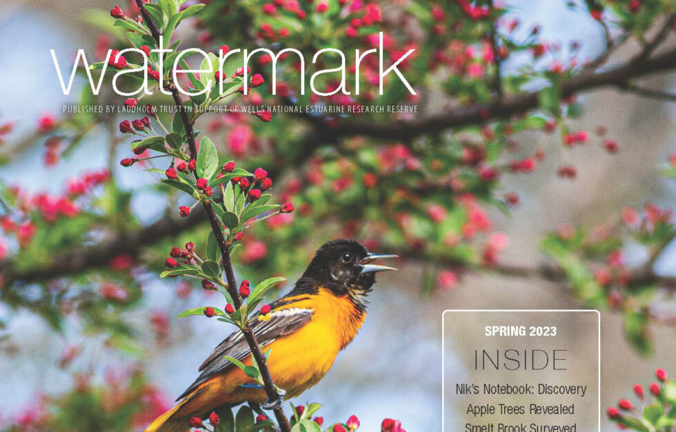 Watermark 2023 1 1