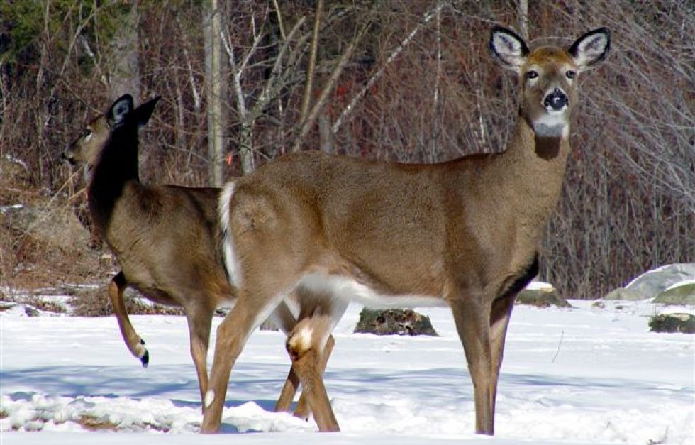 White Tailed Deer