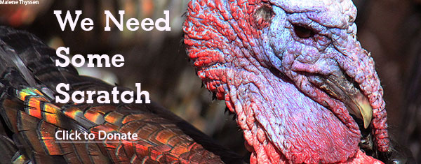 We need some scratch. Click to donate.