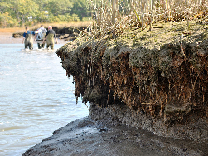 Burrowing by invasive green crabs is eroding this creek bank along the Webhannet estuary in Wells.