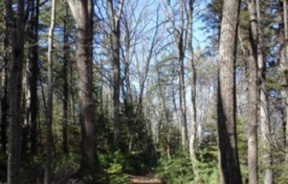 Yankee Woodlot