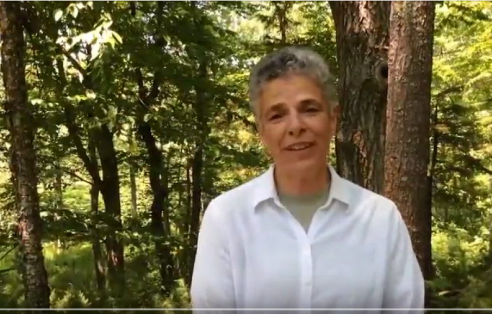 Yankeewoodlot Sue