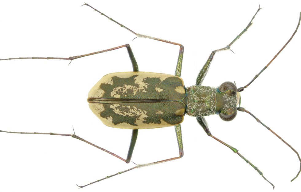 Yves Bousquet Cicindela Marginata Fabricius Zoo Keys 245 001 G012 Horiz