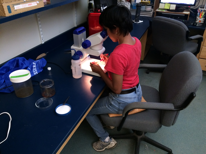 Larval Fish Picking