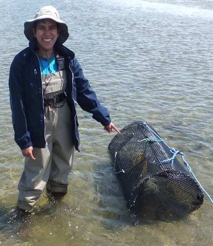 Crab Trapping